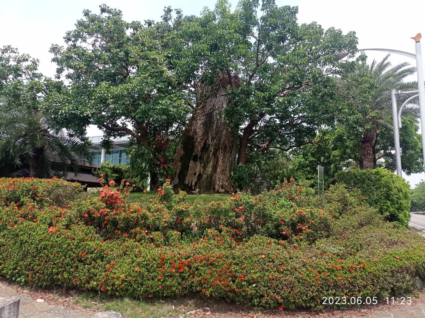 喬本生醫公司「護國神樹」千年茄苳生長茂盛