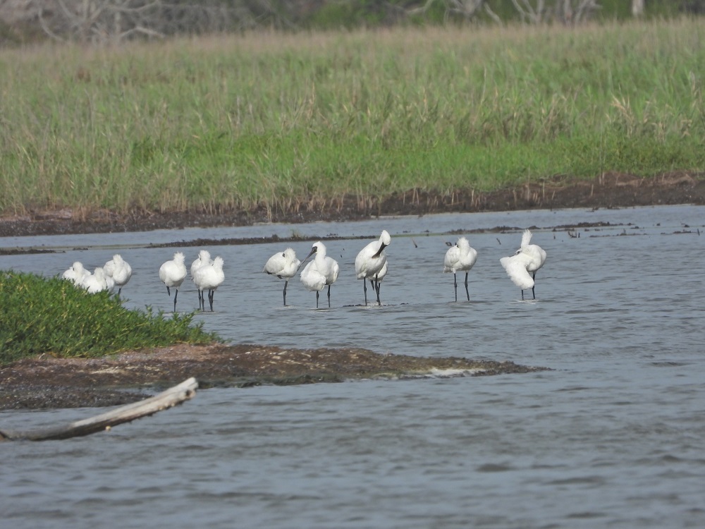 鰲鼓濕地喜見黑面琵鷺渡夏 6至8月持續觀測到數十隻黑面琵鷺 棲息於觀海樓及西南草澤濕地 鰲鼓濕地喜見黑面琵鷺渡夏 6至8月持續觀測到數十隻黑面琵鷺 棲息於觀海樓及西南草澤濕地