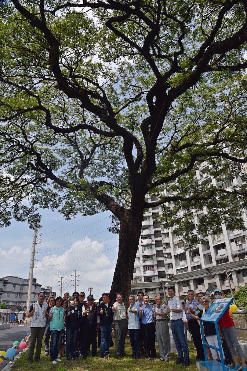 雨豆樹將繼續守護著屏東大學和附近居民。（記者梁秀瓊翻攝）