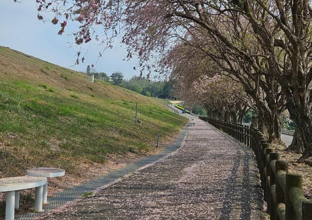 烏山頭水庫香榭大道南洋櫻盛開  大圳之路騎車趣活動4月登場