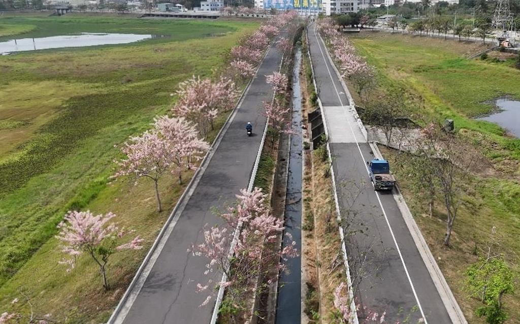 南市仁德滯洪池畔花旗木報春   粉紅花廊數百米邀民眾來賞花