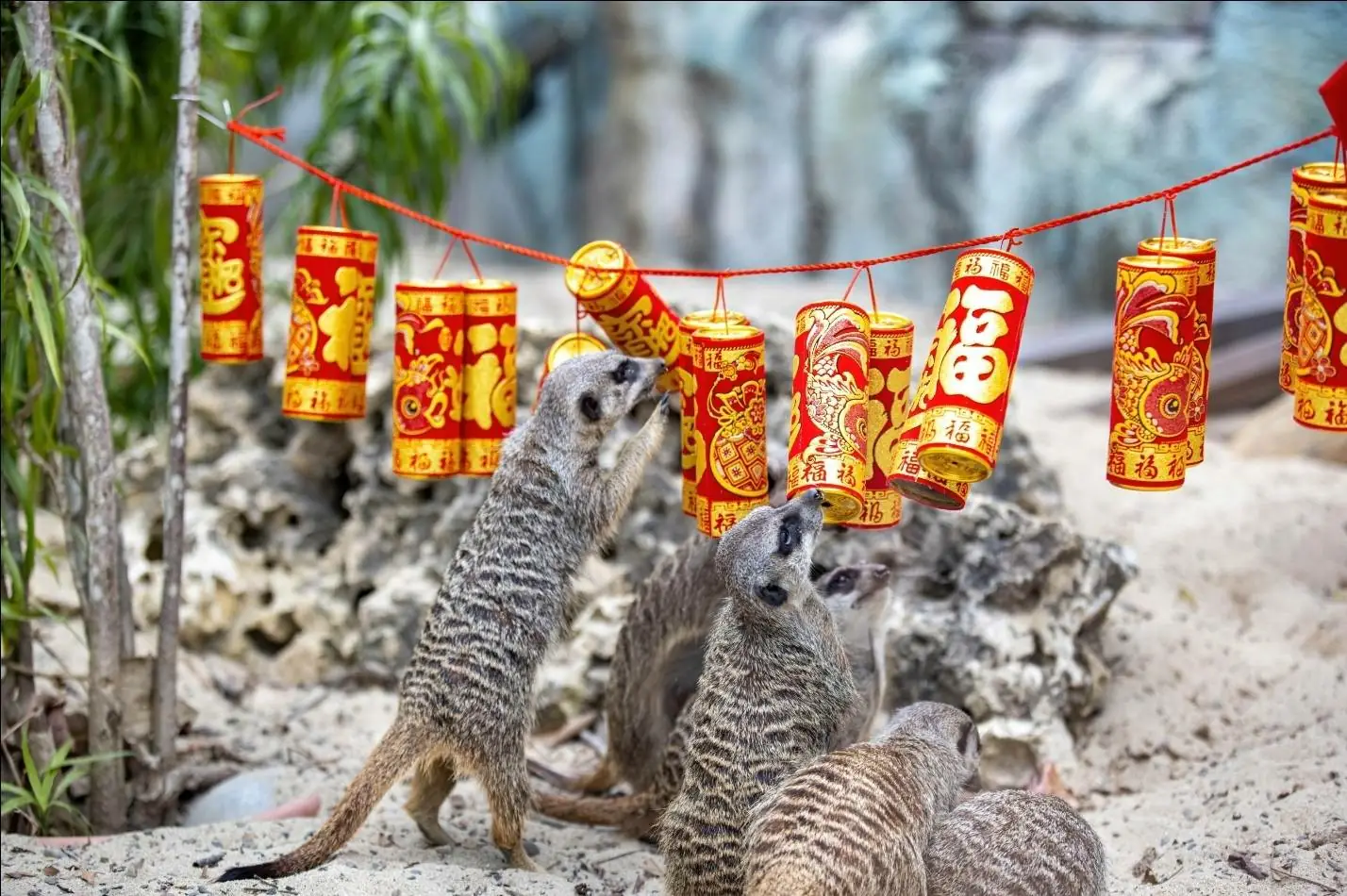 萬獸創意圍爐迎新春 壽山動物園加碼贈好禮
