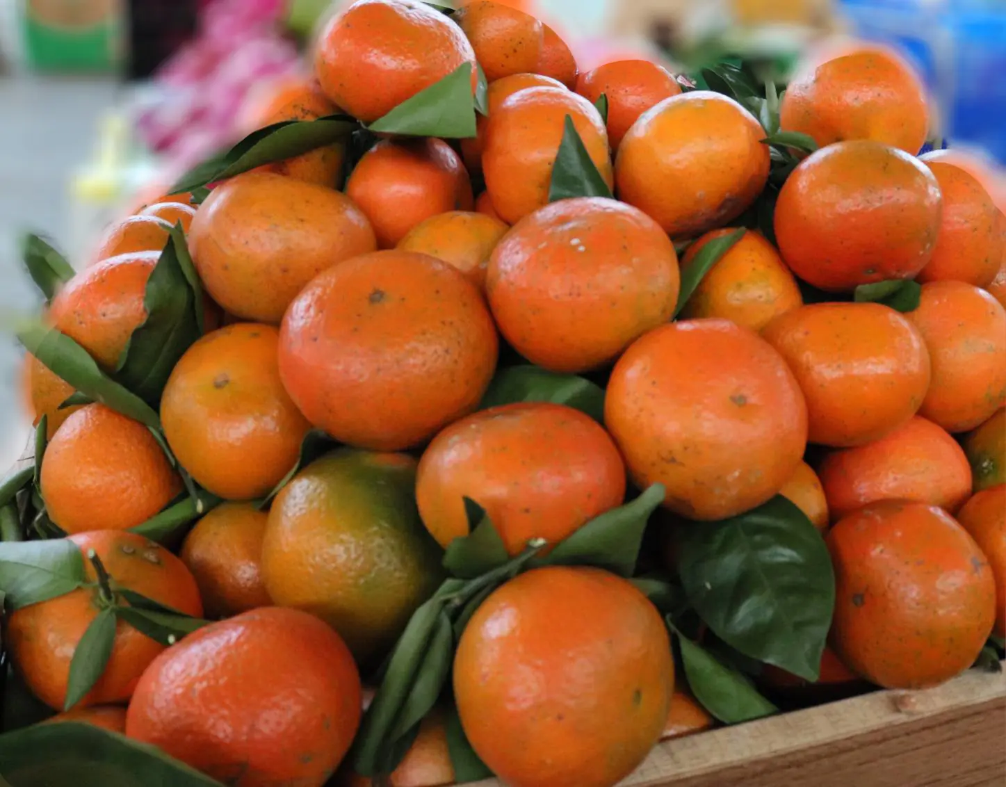 小龍納百福桔祥如意  花博農民市集新竹農特產品展售