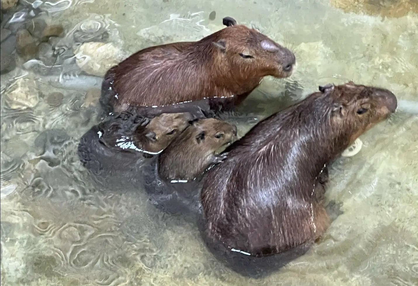 壽山動物園迎春添新丁 水豚三胞胎與迷你驢萌翻全場