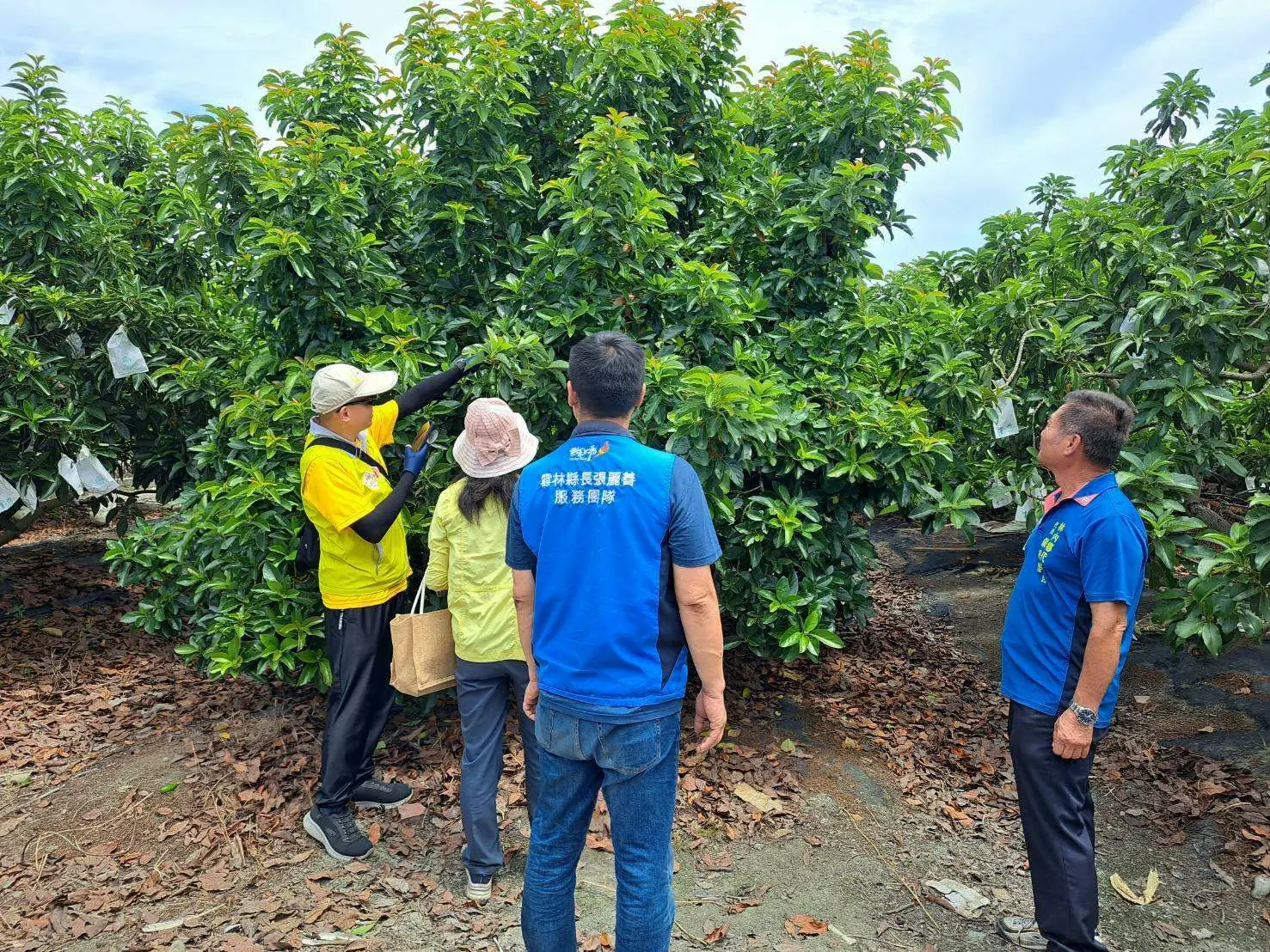 雲林縣今年酪梨受損嚴重,縣府建請農業部公告救助 雲林縣今年酪梨受損嚴重,縣府建請農業部公告救助