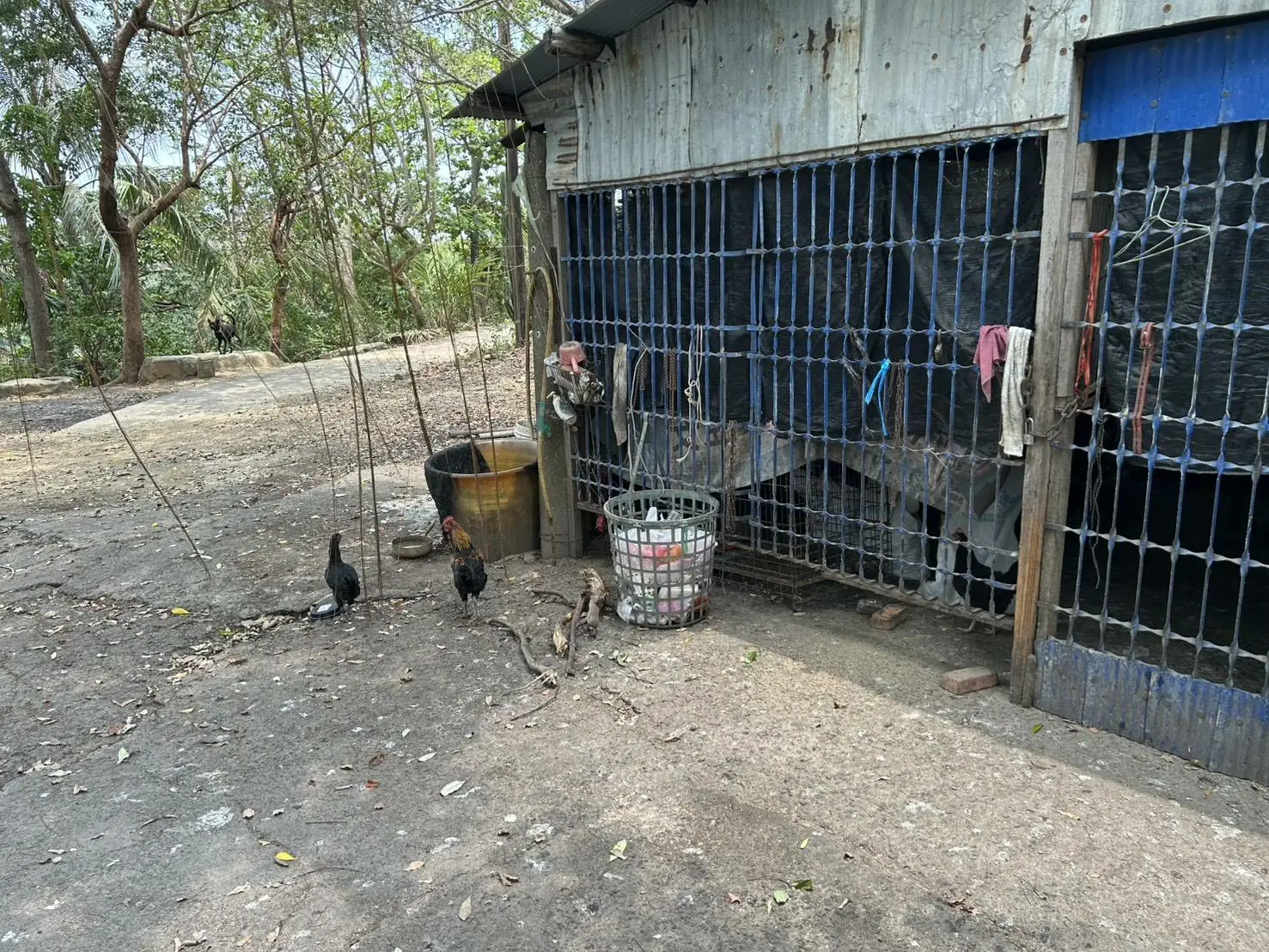 春日鄉家禽遭竊枋寮分局調查