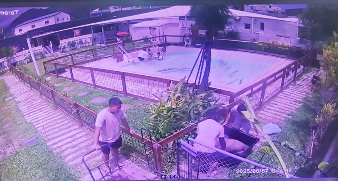 園區水豚遭毒死 恆警通報動保機關並持續追查