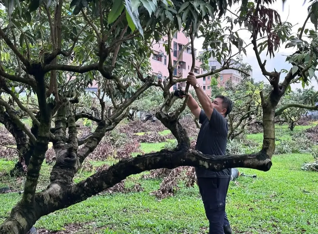 迦南身障養護院福樂農園採收玉荷包後 荔枝樹必須矮化修剪 培養新的結果樹枝