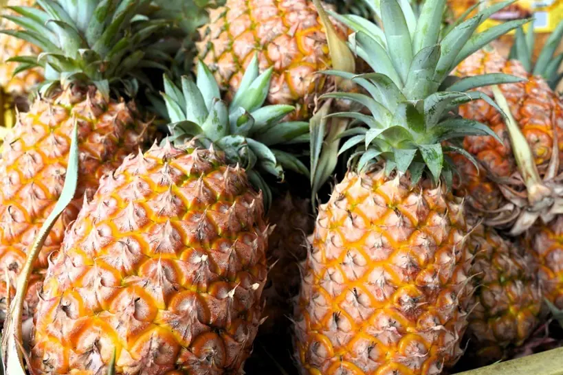 南投茶香果甜齊登場 花博農民市集開展 南投茶香果甜齊登場 花博農民市集開展