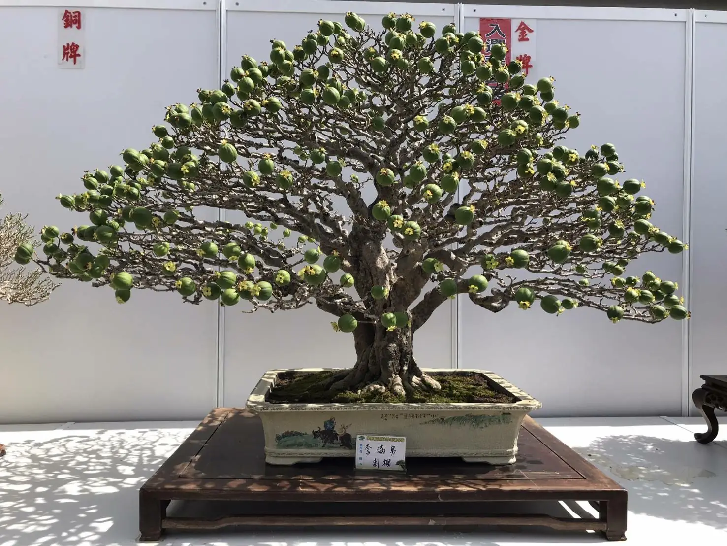 「2025埊龍福聚潮－屏風盆栽展」盛大登場　百件精品盆栽匯聚潮州展現綠意藝術中秋節及雙十節連假不休館！潮州日式歷史建築文化園區歡迎您前來共度藝文秋日