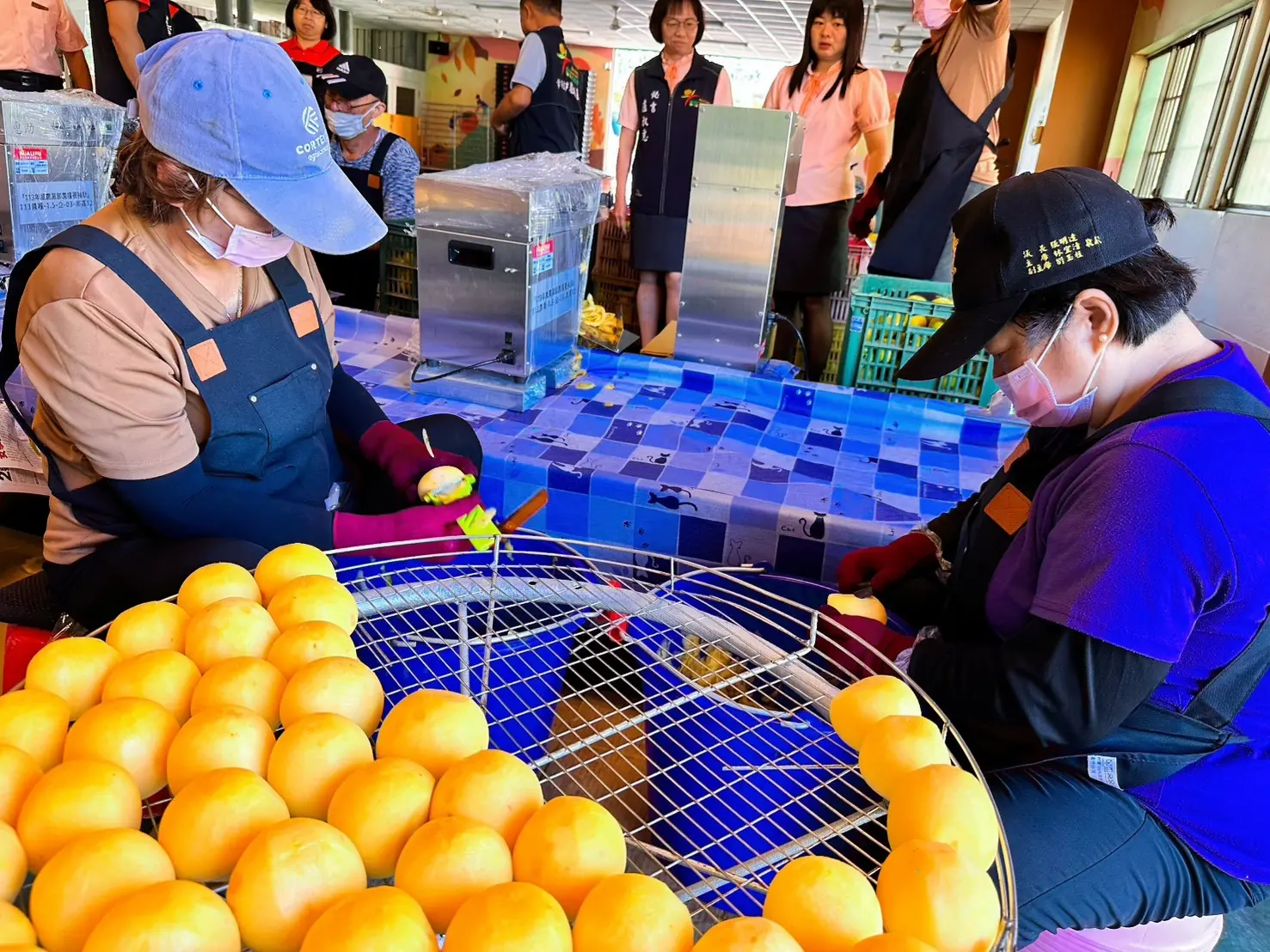 番路鄉柿餅加工季開工  柿子收成因風災減產約六成　農會啟動保價收購  趙幸芳總幹事:柿餅技術創新與產品多元化守住農民收益  