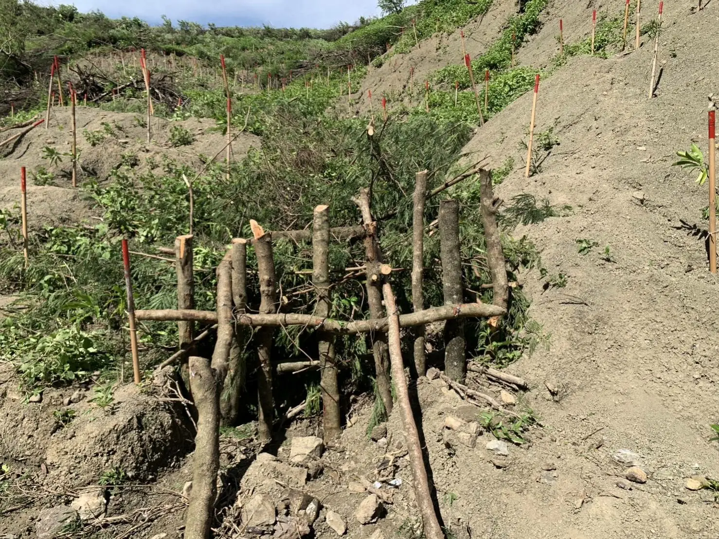 造林復育為恢復恆春半島生態，移除外來入侵銀合歡後造林作業非造成海域混濁原因