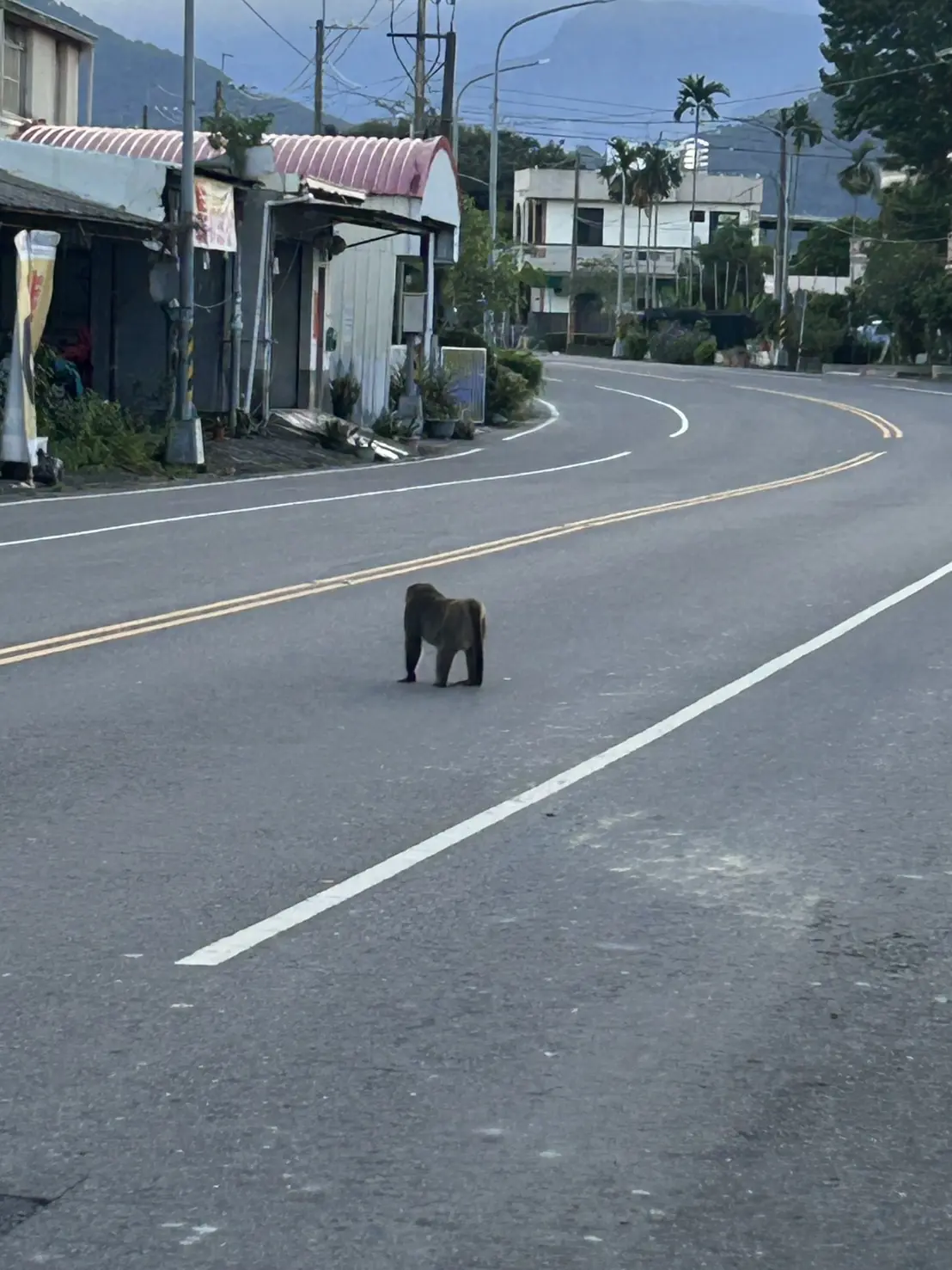 高樹菜寮猴子出沒，動保科給小籠子自己抓，村民傻眼！