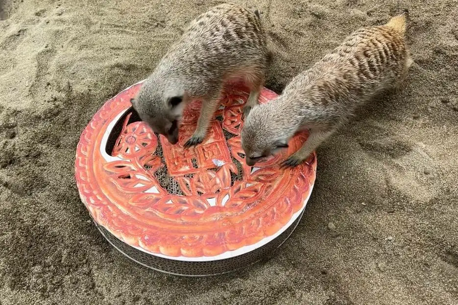 萌度爆表！壽山動物園動物們開箱柚子月餅迎中秋