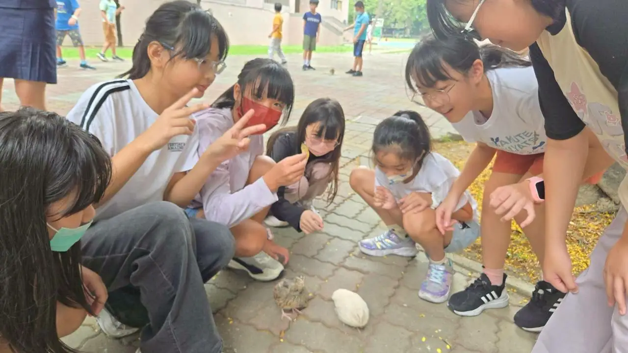 新莊國小「鵪鶉小跟班」萌翻校園　孩子用愛上生命教育