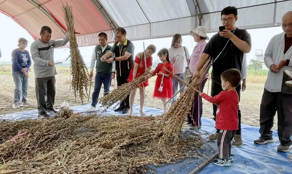 安定海寮社區邀長輩及志工帶學童種芝麻  體驗農夫辛勞與地方特色產業