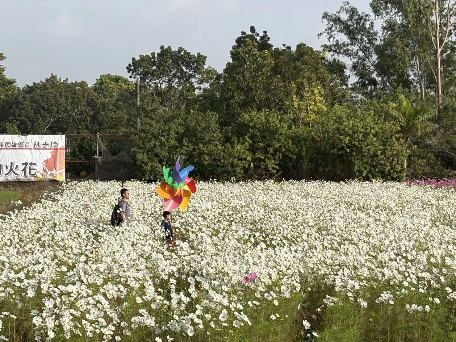 114民雄花海節啟動  裝置藝術景觀花海X拔蘿蔔X火車 千人拔蘿蔔