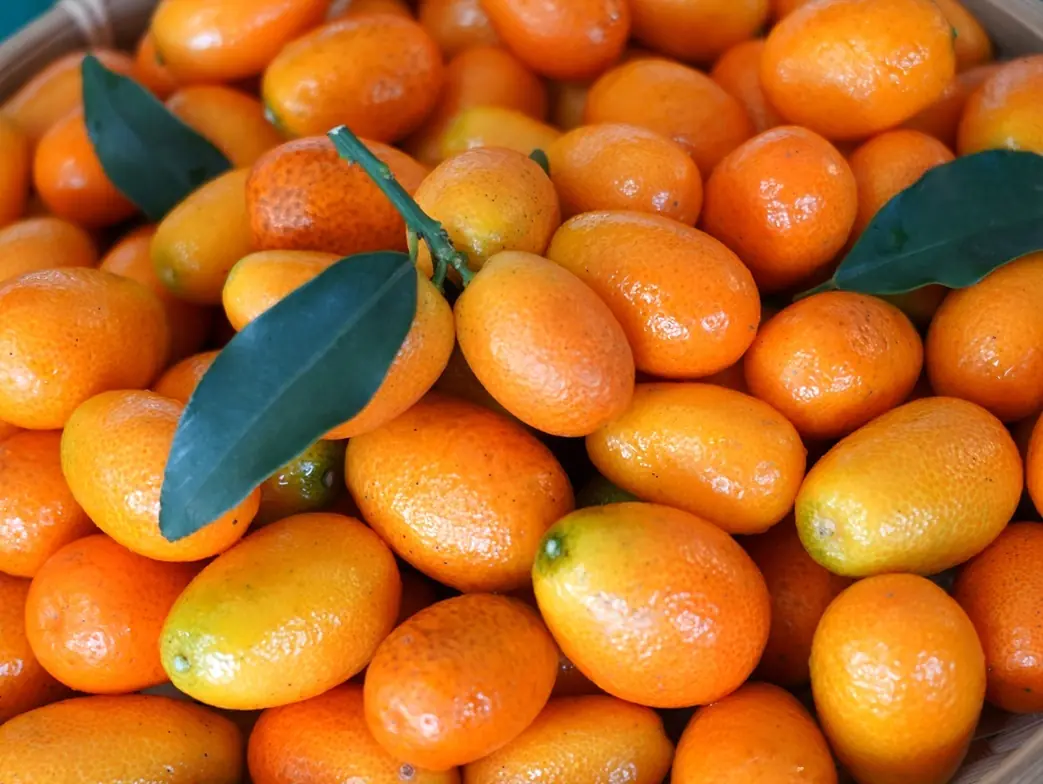 十二月臺北花博農民市集 美好聖誕就想芋見你