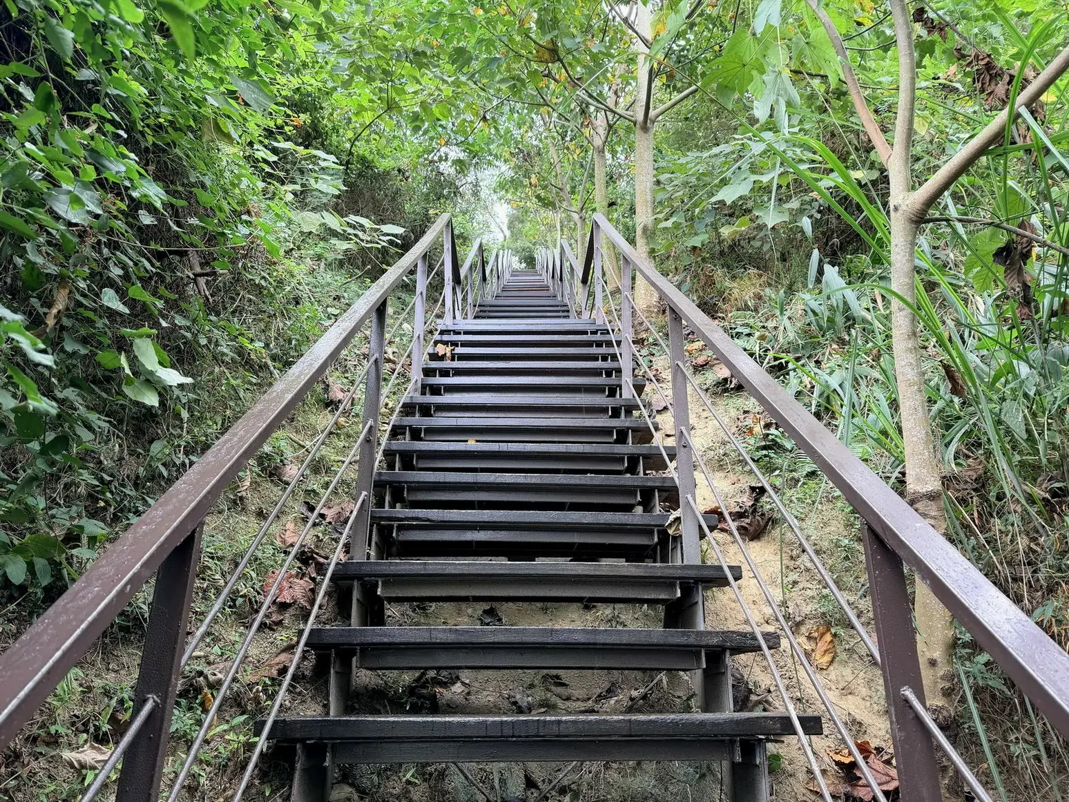 林內鄉龍過脈森林步道完成修復重新開放，步道更加平易近人適合各年齡層民眾使用