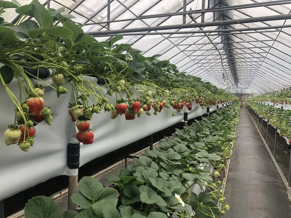 內湖草莓紅了 讓城市農遊更添樂趣 多層次味蕾享受